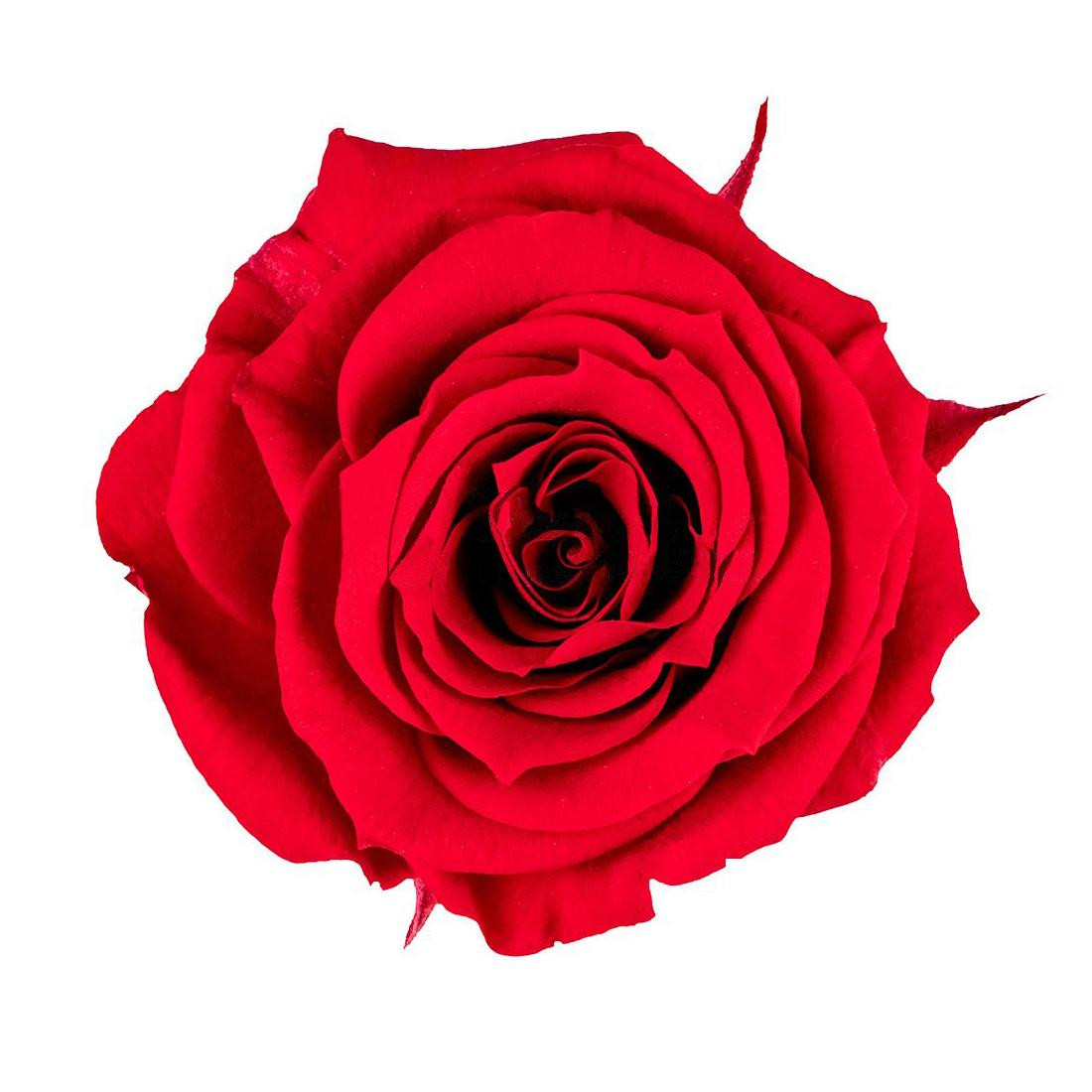 18 rosas eternas pequeñas