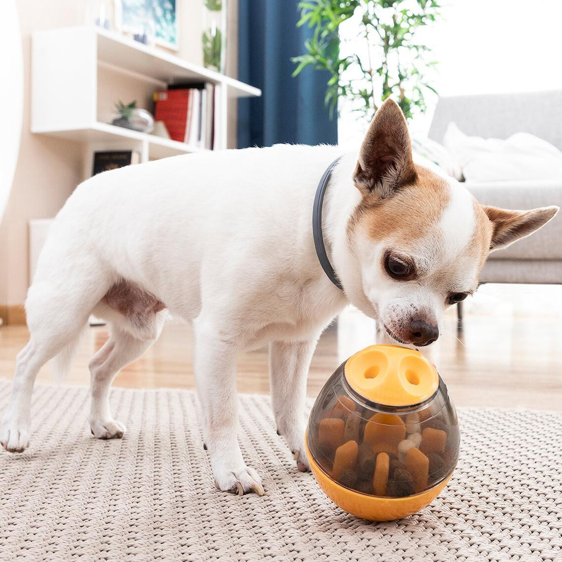 Distributore di cibo / Gioco attività per cani
