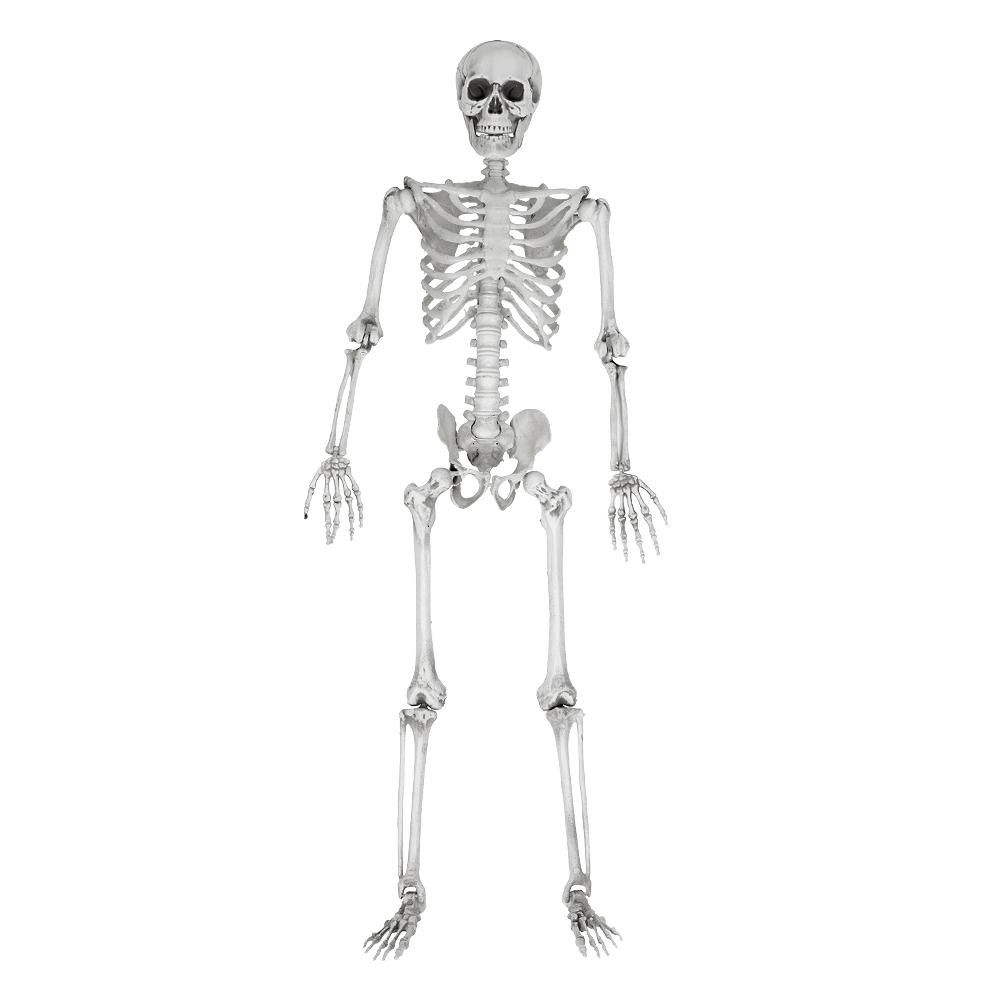 Skelet, levensgroot - 170 cm