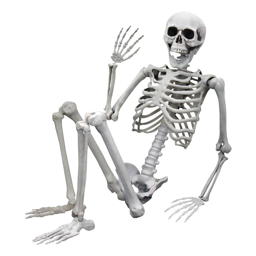Skeleton, Life-Sized - 170 cm
