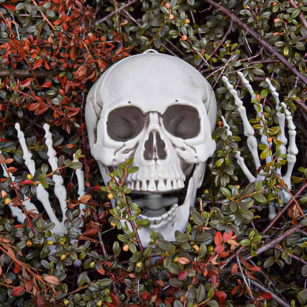 Skeleton, Life-Sized - 170 cm