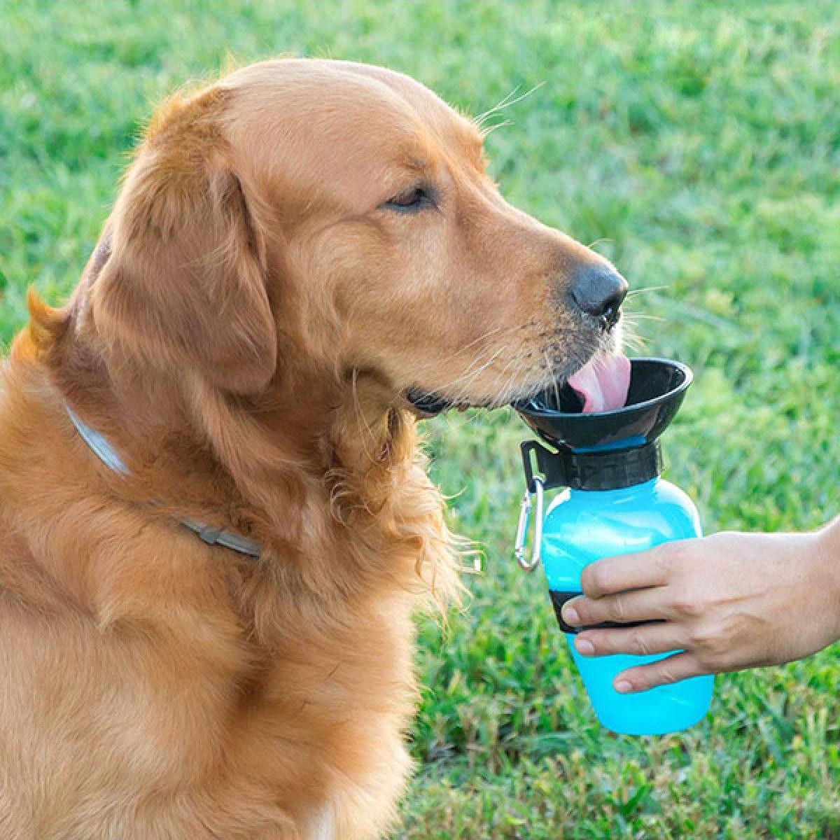 Chien Bouteille D'eau