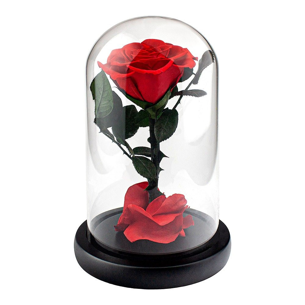 Große Rose im Glasglocke - Rot
