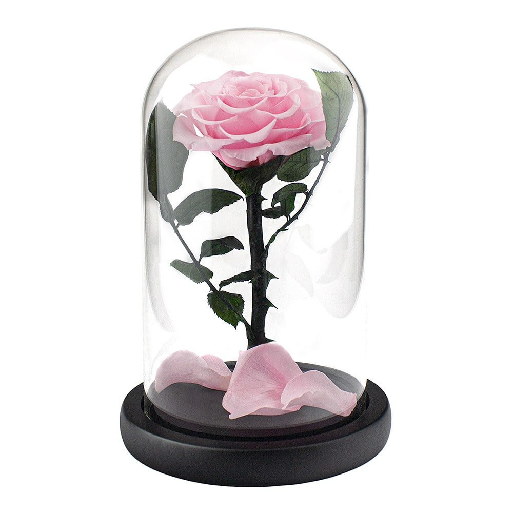 Große Rose im Glasglocke - Rosa