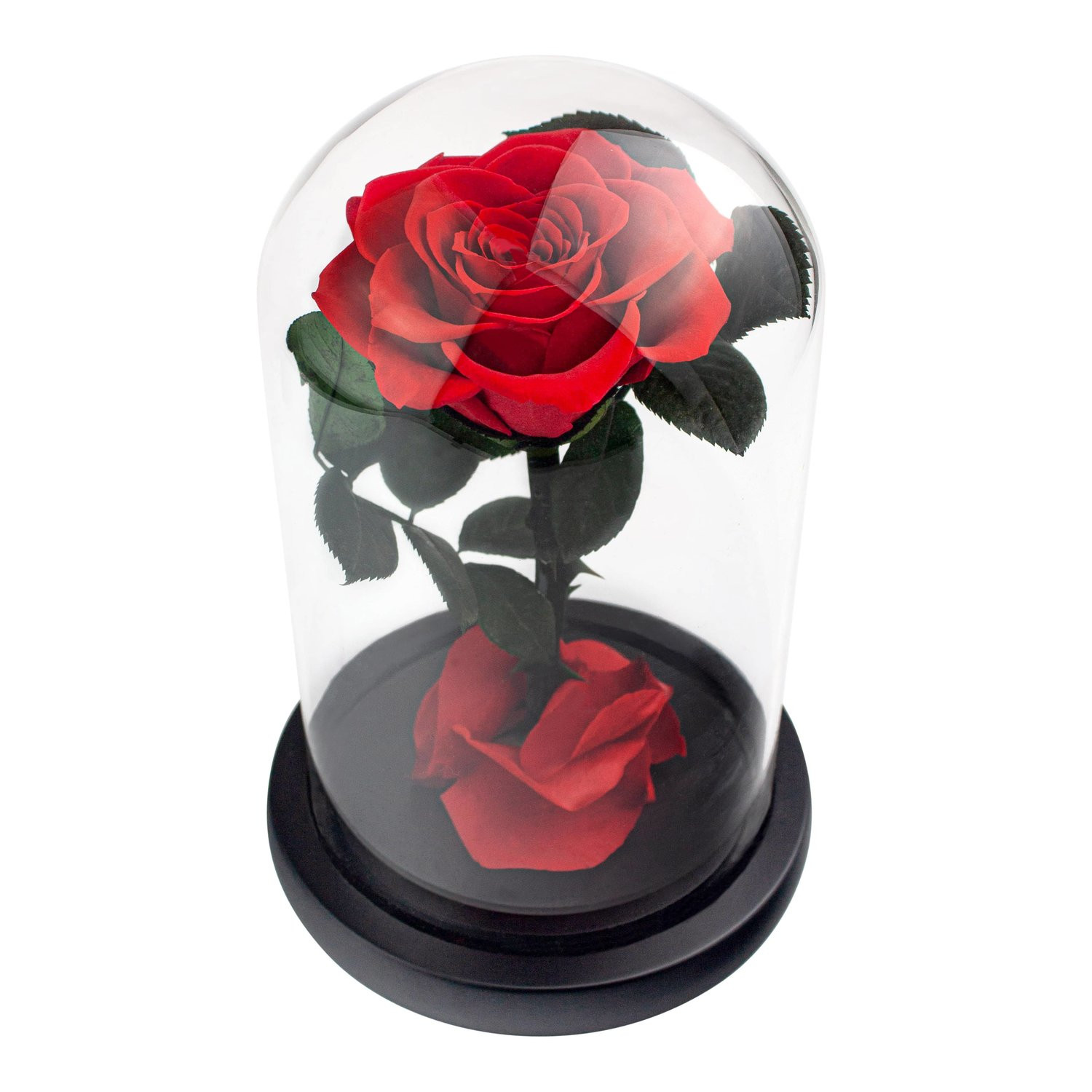Große Rose im Glasglocke - Rot