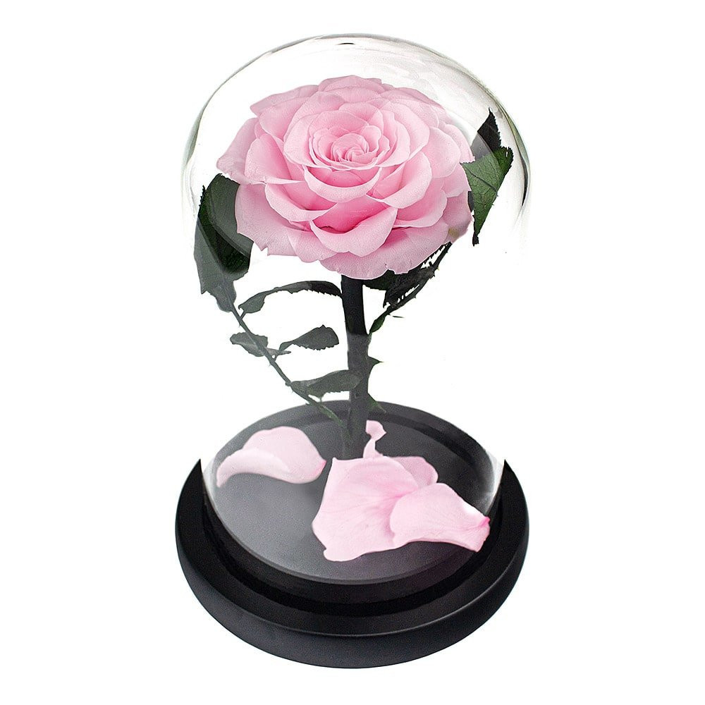 Große Rose im Glasglocke - Rosa