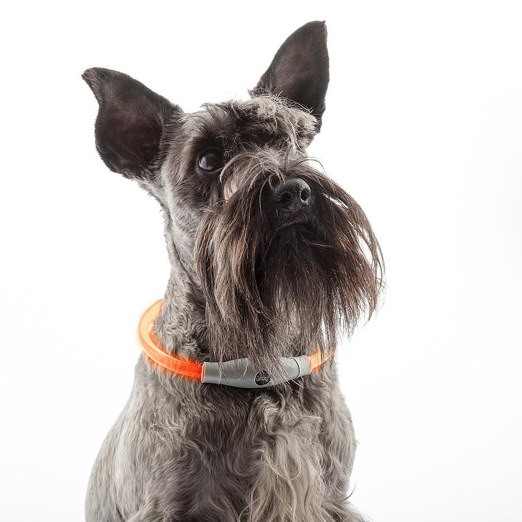 LED necklace for Pets