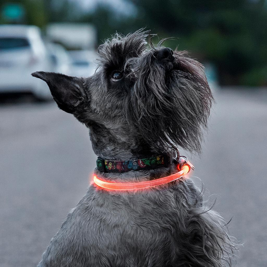 Collar LED para Mascotas