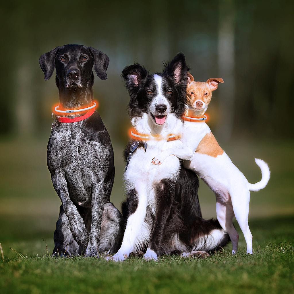 LED necklace for Pets