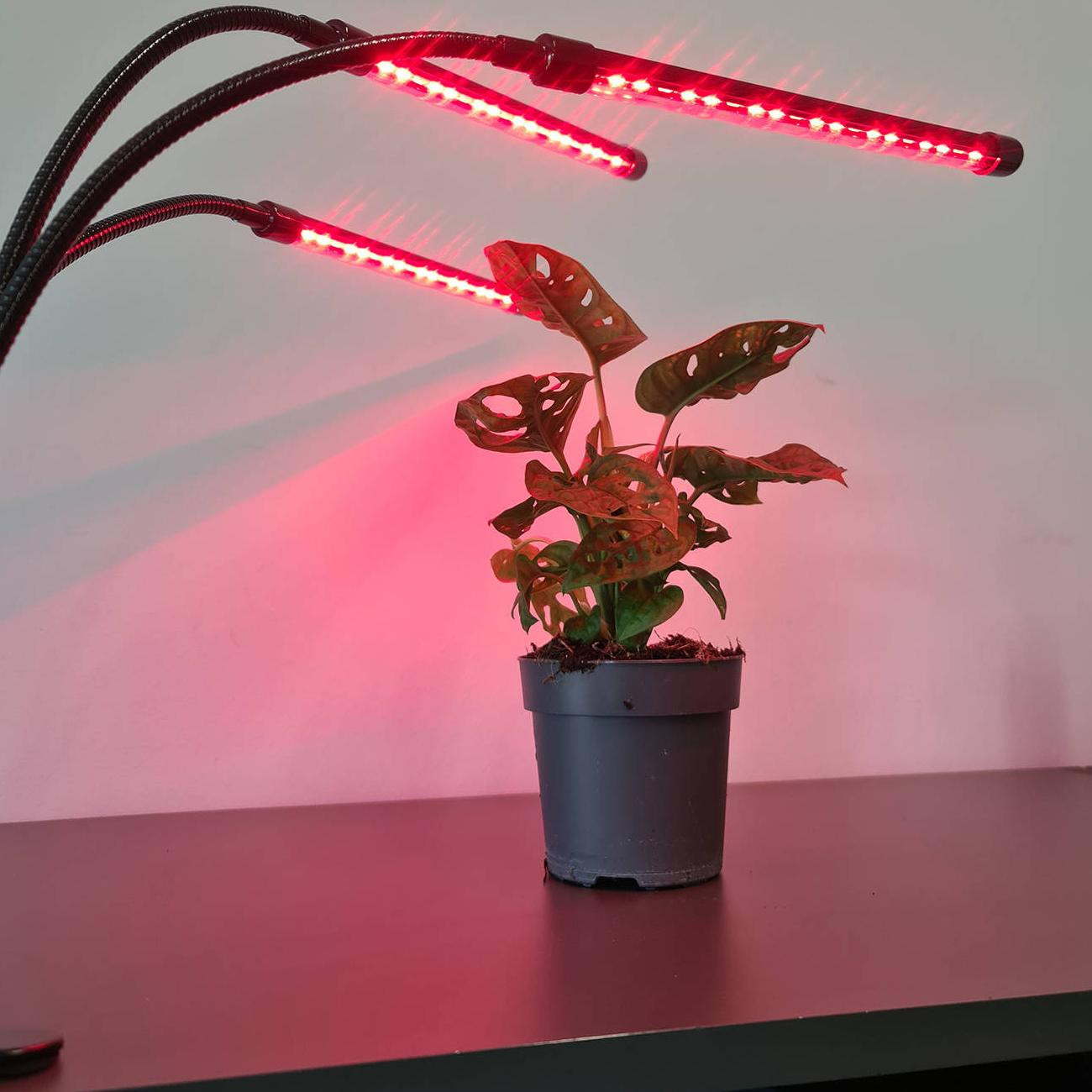 Adjustable Cultivation Lamp - LED, Timer
